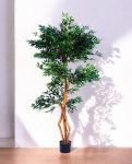 S-Ficus 180cm S.S Conica Plus silver (1)