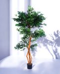 S-Ficus 180cm S.S Conica Plus silver (1)
