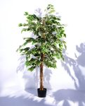 Ficus Varigeta