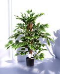 FICUS VARIEGATA 90cm 19397(a) (3)