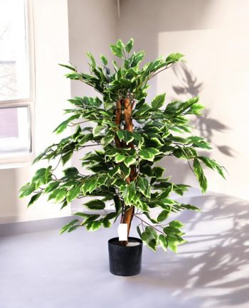Ficus Varigated