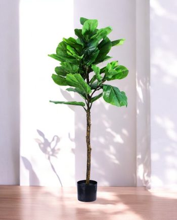 Fiddle Leaf Tree
