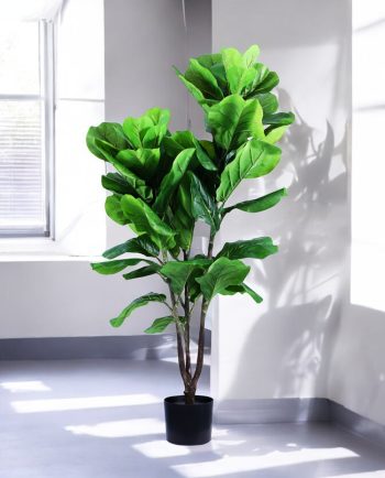 Fiddle Leaf Bush