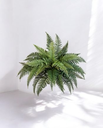 Fern Bush