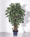 Ficus Liana Deluxe