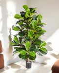 Ficus Iyrata Bush