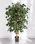 Ficus Nitida Exotica