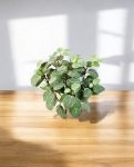 Fittonia X 9