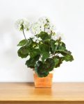 Garenium Cream Bush 33cm 8FW1156CR (3)