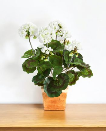 Garenium Cream Bush