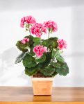 Garenium Pink Bush 33cm 8FW1156PK (3)