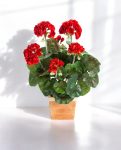 Geranium Red Bush – Artificial Flowering Plant for Indoors