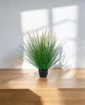 Pennisetum Woodside