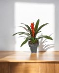 Guzmania Continental
