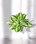 Hosta Bush