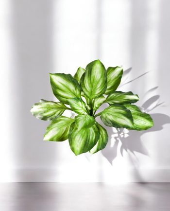 Hosta Bush