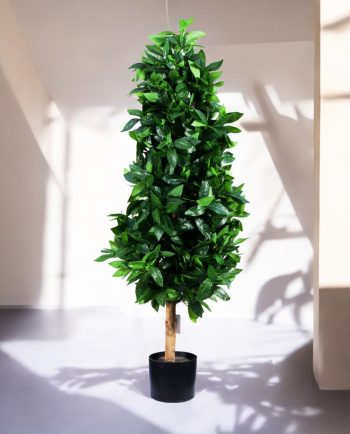 Laurel Tree