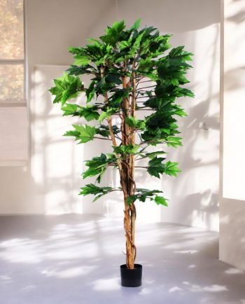 Maple Tree