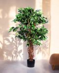 Mini Ficus