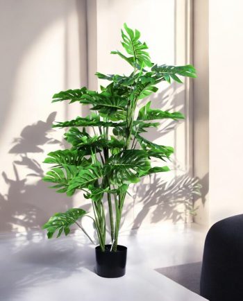 Monstera Tree