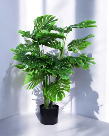 Monstera Bush