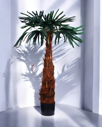 Mountain Rhapis Palm
