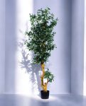 Olive Tree