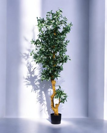 Olive Tree