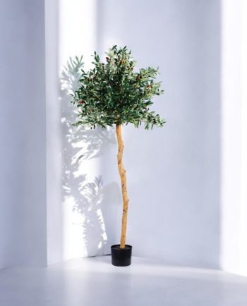 Old Olive Tree