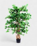 Orient Ficus 180cm (1)