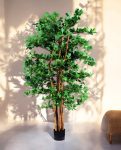 Orient Ficus 180cm (1)