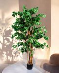 Orient Ficus 180cm (1)