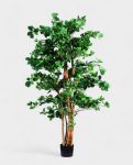 Orient Ficus 180cm (1)