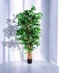 Orient Ficus 180cm (1)