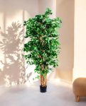 Orient Ficus 180cm (1)