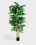 Orient Ficus 180cm (1)