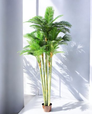Palm Tree, In Pot