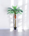 Phoenix Palm