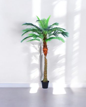 Phoenix Palm