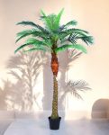 Palm Tree, In Pot