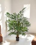 Parlour Palm