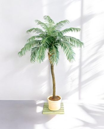 Phoenix Palm Deluxe
