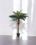 Phoenix Palm