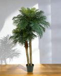 Phoenix Palm Double Stem