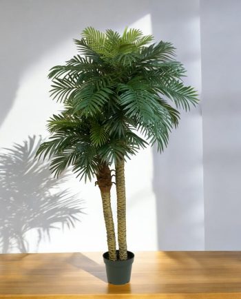 Phoenix Palm Double Stem