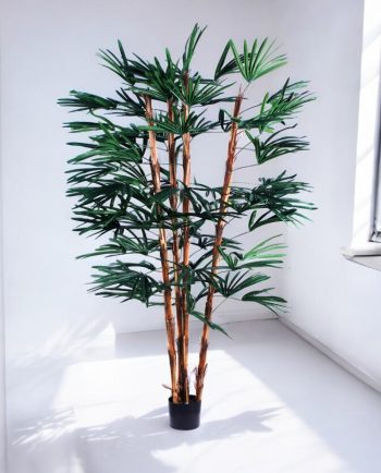 Raphis Palm