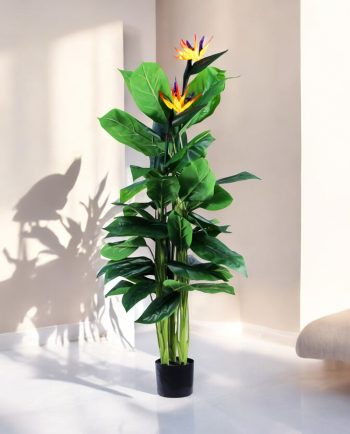 Strelitzia