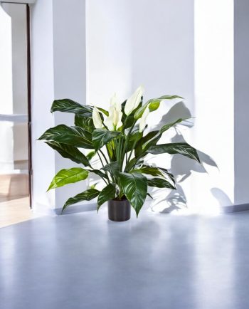 Spathiphyllum Deluxe