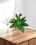 Spathiphyllum