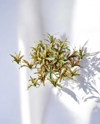 Spider Bush